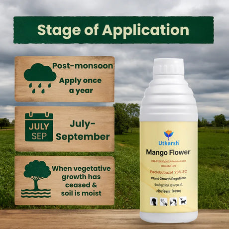 Mango Flower (Paclobutrazol 23% SC) | Plant Growth Regulator - Utkarsh Agrochem Pvt ltd. 