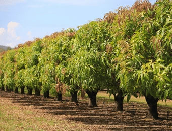 Fruit Trees