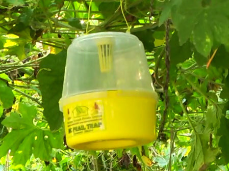 Utkarsh McPhail Trap (Fruit flies & other flying insects)