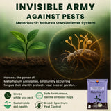 Metarhizium Anisopliae 1% W.P. 1 x 10^8 CFU/gm min. Bio Insecticides for Plants, Crops and Home Gardening - Metarhoz-P - Utkarsh Agrochem Pvt ltd. 