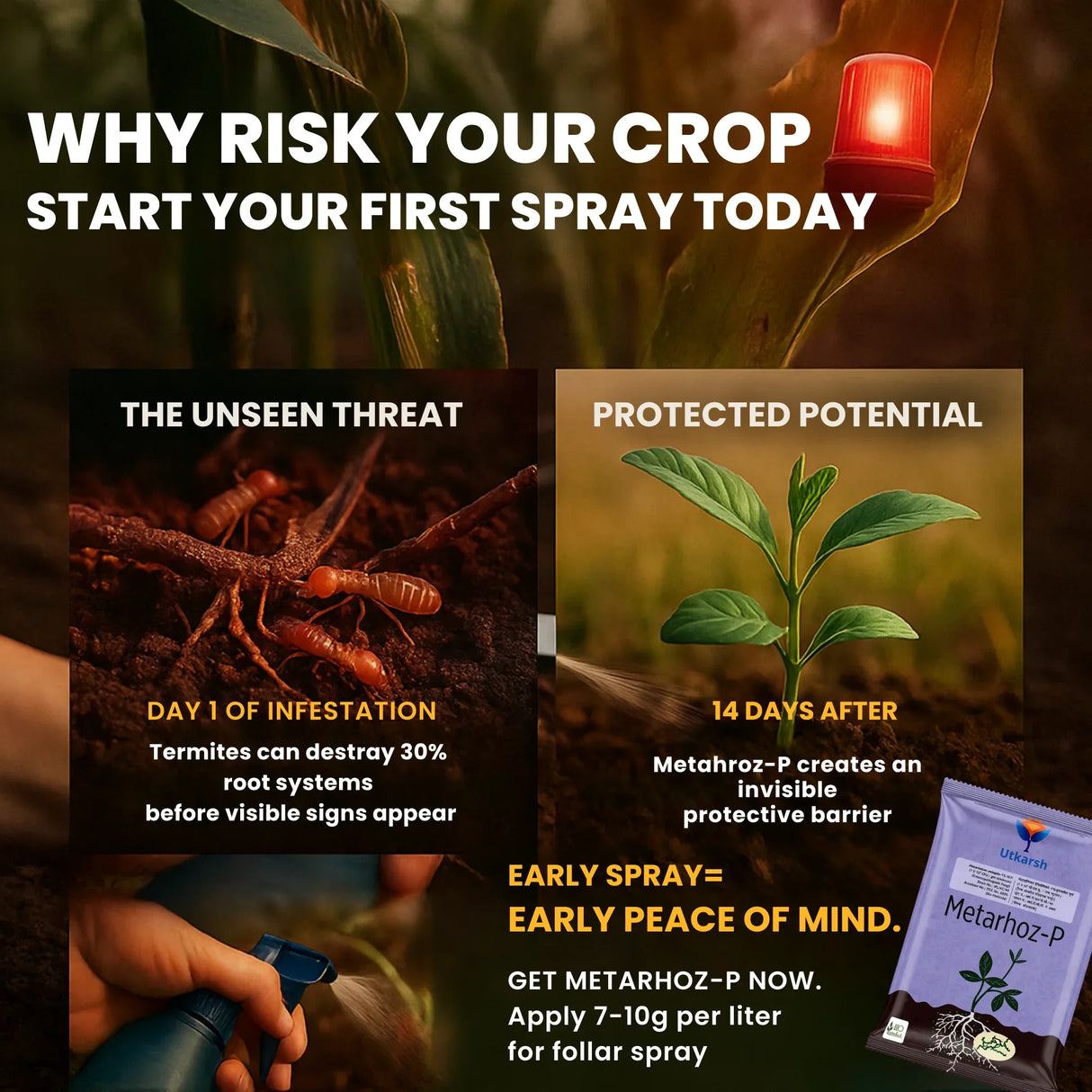 Metarhizium Anisopliae 1% W.P. 1 x 10^8 CFU/gm min. Bio Insecticides for Plants, Crops and Home Gardening - Metarhoz-P - Utkarsh Agrochem Pvt ltd. 