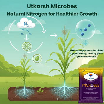 Microbes (Consortia - Azotobacter, Acetobacter, Rhizobium, Phosphorus Solubilizing Bacteria PSB, Potassium Mobilizing Bacteria KMB)