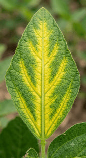 Midrib Yellowing