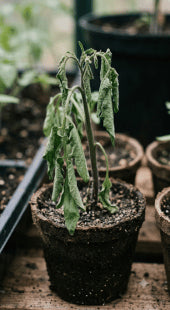 Moisture Stress Wilting