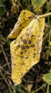 Moisture and Chemical Stress