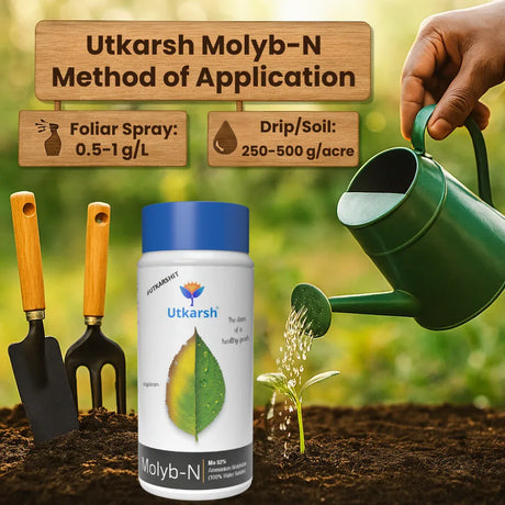 Ammonium Molybdate - Mo 52% Micronutrient, 100% Water Soluble Fertilizers for Plants Growth, Essential for Nitrogen Fixation, Corrects Molybdenum Deficiency | Molyb-N - Utkarsh Agrochem Pvt ltd. 