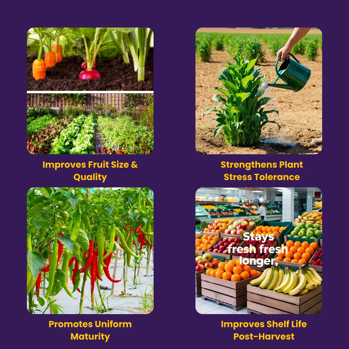 NOP 13 00 45 - Potassium Nitrate, NPK Fertilizers for Plants Growth & Healthy Home Garden | 100% Water Soluble Powder, Growth Boost for Fruits and Flowers - 25 Kg Bag - Utkarsh Agrochem Pvt ltd. 