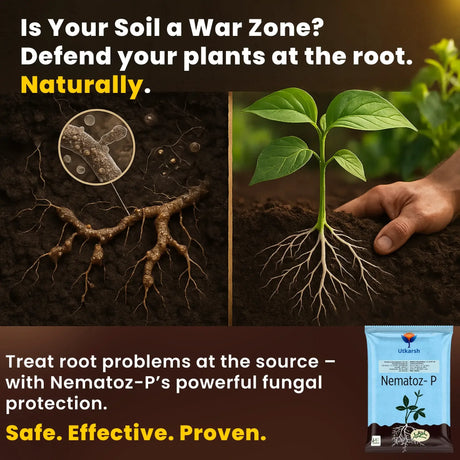 Verticillium Chlamydosporium | Pochonia Chlamydosporia 1.0% W.P 2 x 10^6 CFU/gm min. Bio Nematicides for Plants, Crops and Home Gardening - Nematoz-P - Utkarsh Agrochem Pvt ltd. 