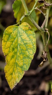Nitrogen Chlorosis