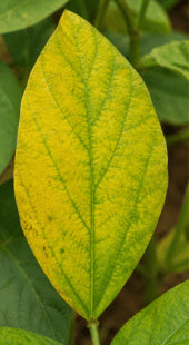 Nitrogen Deficiency