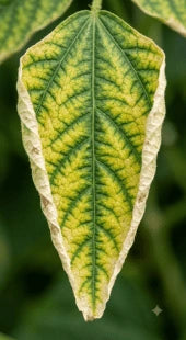 Nitrogen Starvation