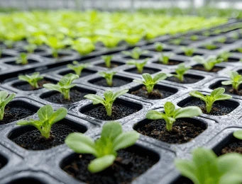 Nursery Seedling Trays