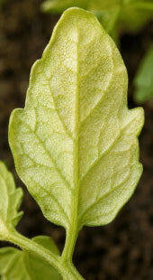 Low Organic Carbon