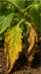 Older Leaf Yellowing