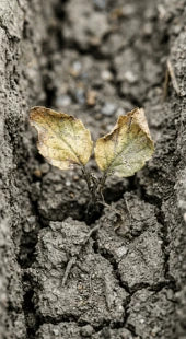 Organic Matter Deficit