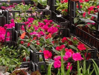 Ornamentals & Orchids