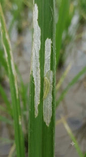 Paddy Leaf Folder