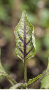 Phosphorus Deficiency