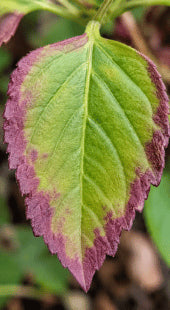 Phosphorus Deficiency