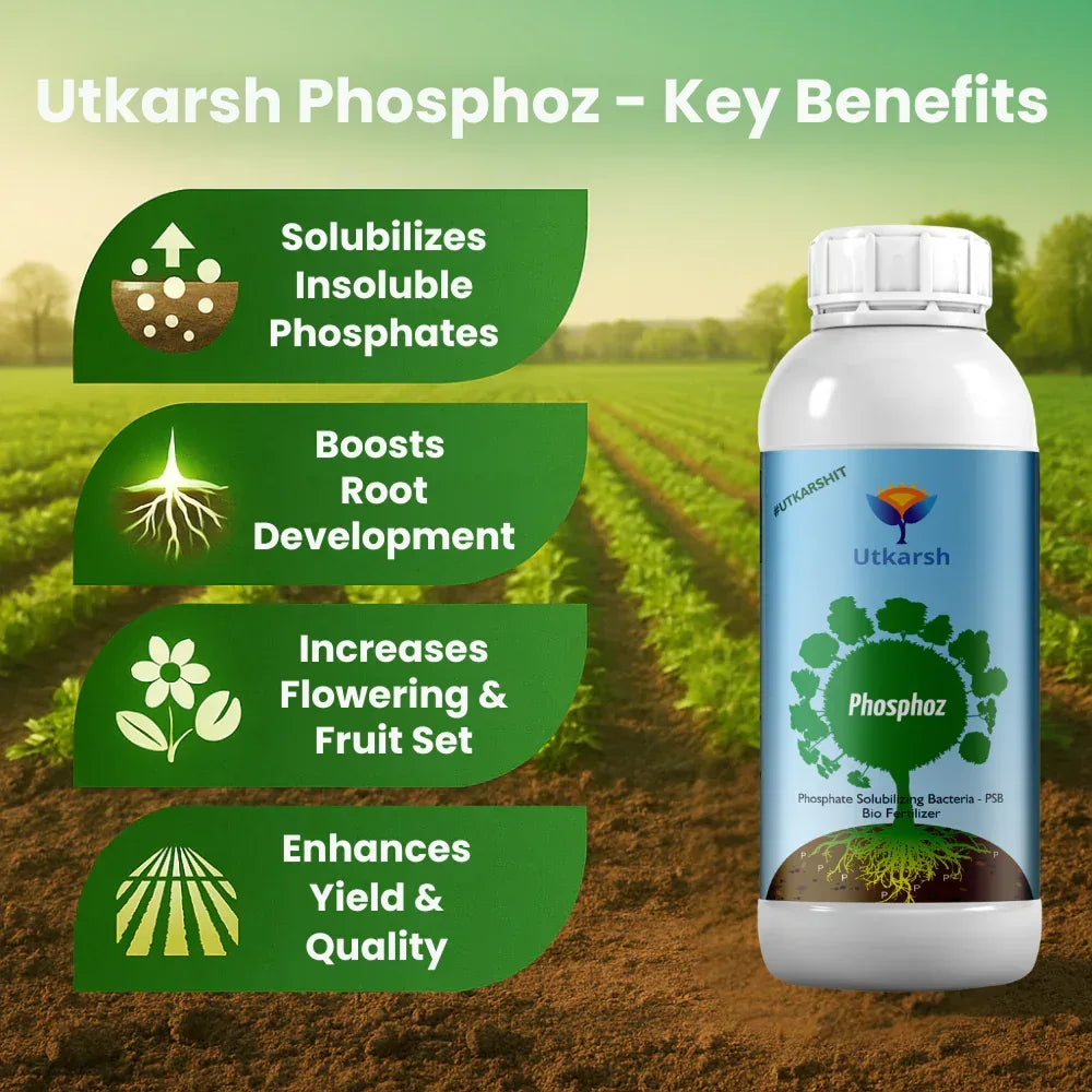 Phosphoz bio fertilizer infographic showing phosphorus availability benefits
