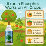 Phosphate Solubilizing Bacteria - PSB, Liquid Bio Fertilizer for Plants Growth, Nutrition, Develops Roots, Increases Flowering & Fruits, Crops | Phosphoz - 20 Liter - Utkarsh Agrochem Pvt ltd. 