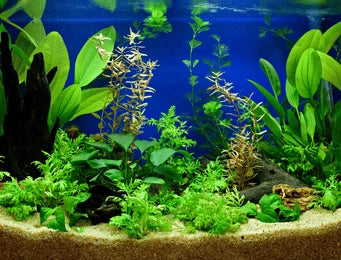 Planted Aquariums