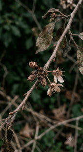 Poor Flower Setting