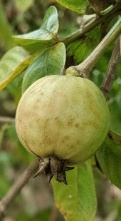 Poor Quality Fruit