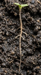 Poor Root Development
