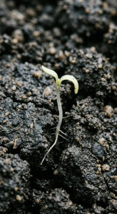 Stunted Vegetative Growth
