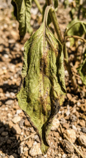Poor Nutrient Retention