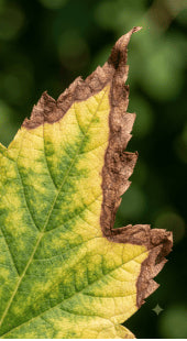 Potassium Deficiency