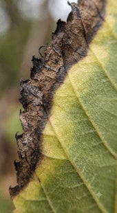Potassium Deficiency
