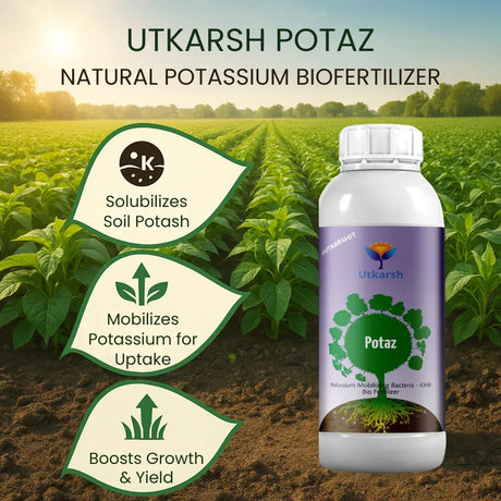 Potassium Solubilizing Bacteria - KSB, Liquid Bio Fertilizer for Plants Growth, Enhances Water Retention and Size, Colour, Quality & Yield of Fruits, Crops | Potaz - 20 Litre - Utkarsh Agrochem Pvt ltd. 