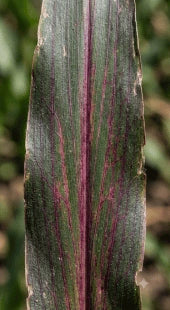 Purple Leaf Discoloration