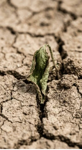 Depleted Soil Biology
