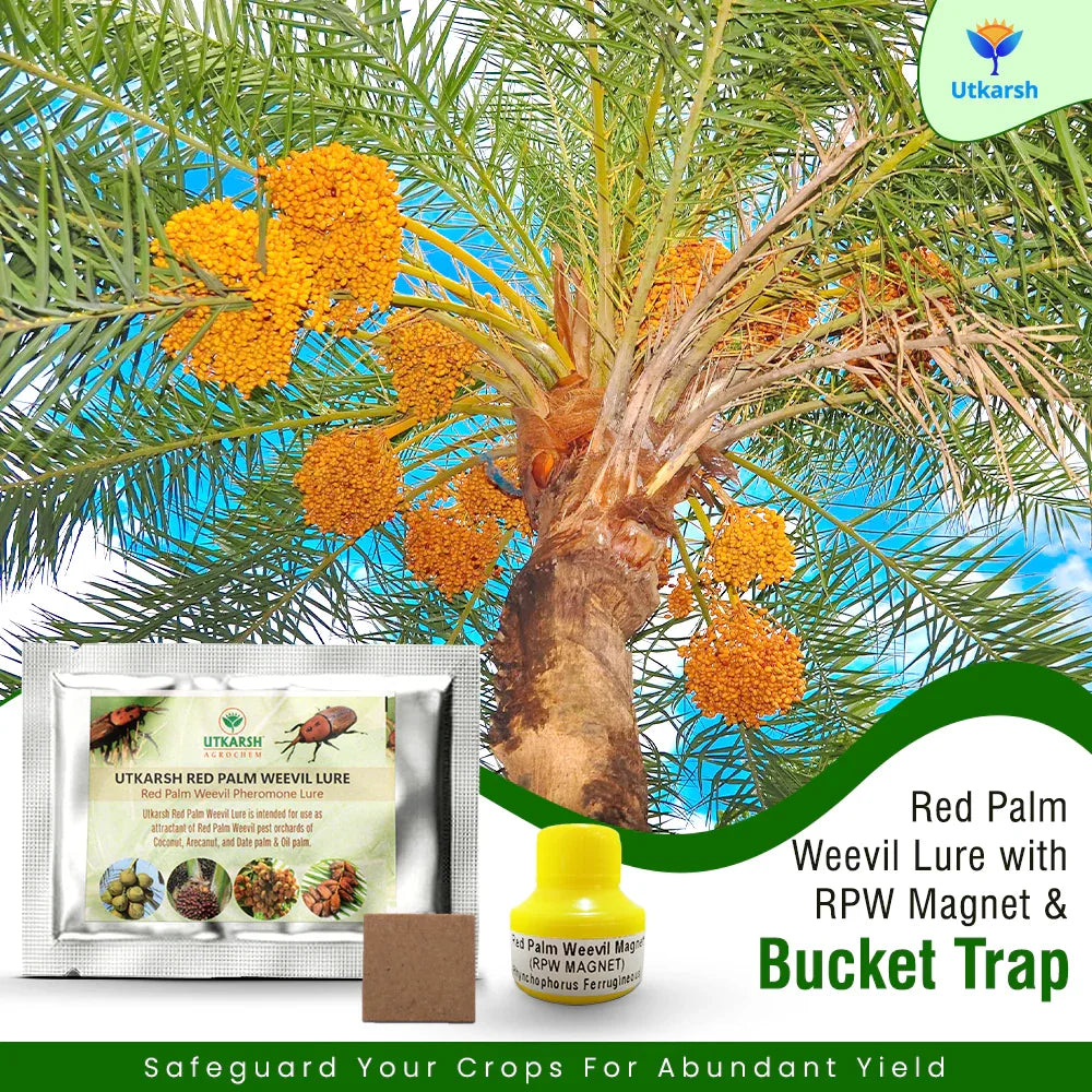 Red Palm Weevil Lure with RPW Magnet & Bucket Trap - Utkarsh Agrochem Pvt ltd. 
