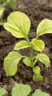 Stunted Crop Growth