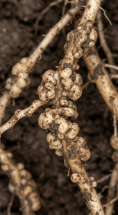 Root-Knot Galling