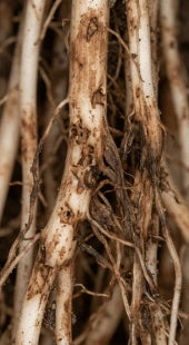 Root Grub Damage