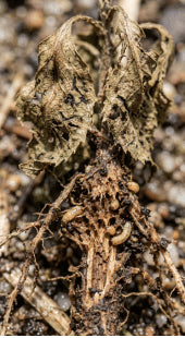 Subterranean Root Damage