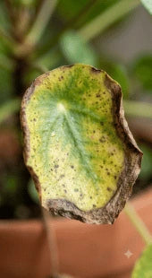 Root Rot Damage