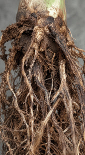 Root Rot Disease