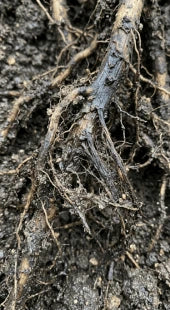 Root Rot Infection