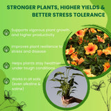 Roots Multiplier Plant Food | Hairy Root Booster for Plants | Enhances Root Growth, Nutrient Uptake & Plant Health