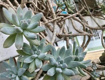 Succulents