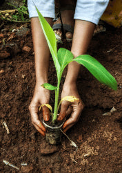 Seed Treatment
