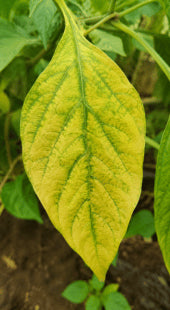 Severe Leaf Yellowing