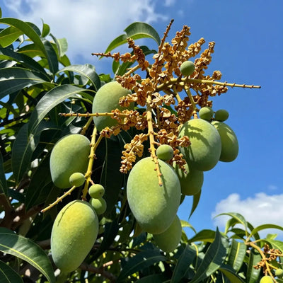 Slow enlargement despite good flowering