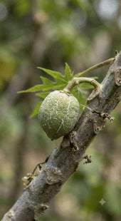 Small Fruit Size